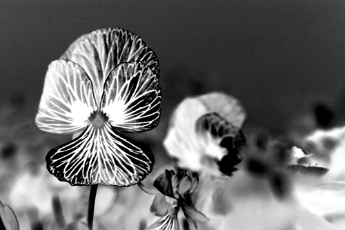 photo of wild pansy